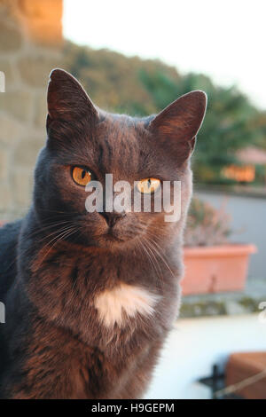 Chartreux cat in giardino Foto Stock