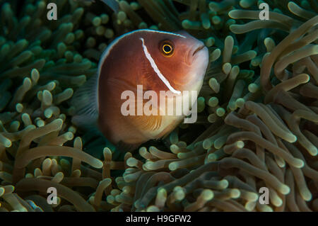 Pesce di anemone a Bali Foto Stock