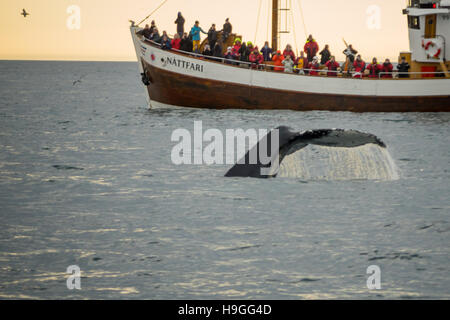 HUSAVIK, Islanda - 15 giugno 2016: Whale watching scena, con i turisti, vicino a Husavik, nordest Islanda Foto Stock