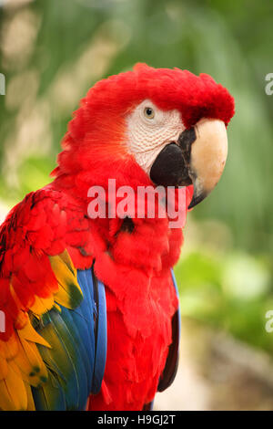 Primo piano di un Red Macaw con uno splendido piumaggio, Cozumel, la penisola dello Yucatan, Quintana Roo, Messico. Foto Stock