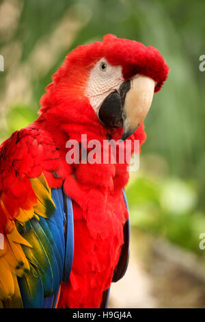 Primo piano di un Red Macaw con uno splendido piumaggio, Cozumel, la penisola dello Yucatan, Quintana Roo, Messico. Foto Stock