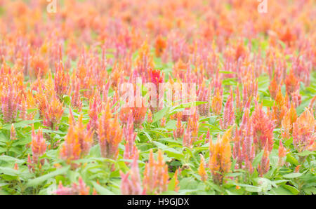 Orange Flower Garden Foto Stock