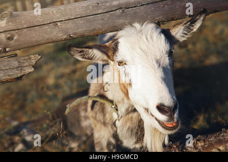 La capra si affaccia da dietro una recinzione di legno, all'aperto in una giornata di sole. Foto Stock