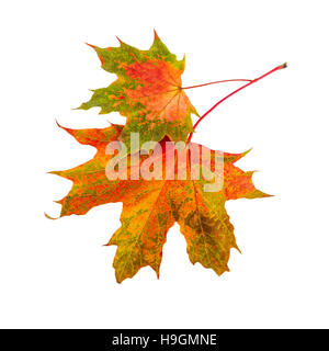 Foglie di autunno. Due foglie di acero isolato su sfondo bianco. Foto Stock