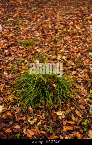 Intrico di erba sul suolo della foresta circondato da foglie cadute, Foto Stock