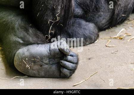 Piede di un Western pianura gorilla con le dita dei piedi raggomitolati come una mano. Foto Stock