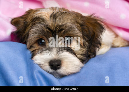 Close-up verticale di un grazioso piccolo tricolore Havanese cucciolo di cane è sdraiato su un letto sotto una coltre di colore rosa Foto Stock