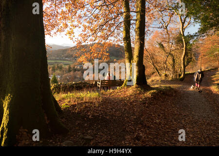 Ambleside, Cumbria, Regno Unito. 23 Novembre, 2016. Regno Unito Meteo. Dopo un po' bagnato e ventoso bello vedere qualche bel sole autunnale Ambelside sopra e lago di Windermere.copyright Credit: gary telford/Alamy Live News Foto Stock