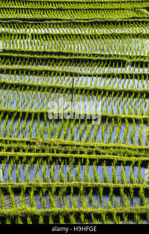 Abstract terrazze di riso sfondo, Bali, Indonesia. Foto Stock