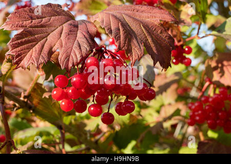 Bacche rosse del viburno-rose in autunno Foto Stock