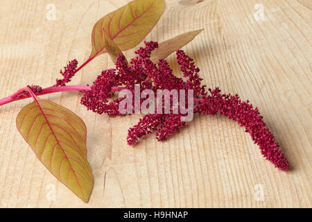 Rametto con fiori di amaranto close up Foto Stock