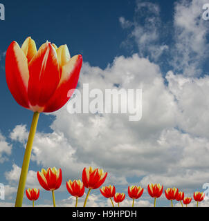 Una vista di una bella tulip realizzato in Olanda Foto Stock