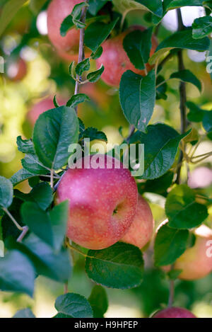 Apple su un albero Foto Stock