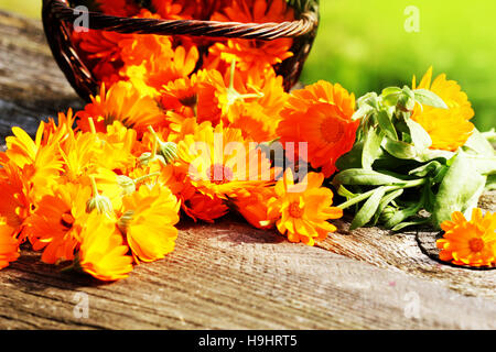 A base di erbe fresche calendula fiori in cesto Foto Stock