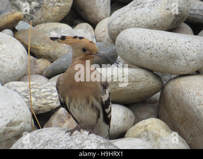 Upupa (Upupa epops) accanto a un fiume in Bhutan. Foto Tony Gale Foto Stock