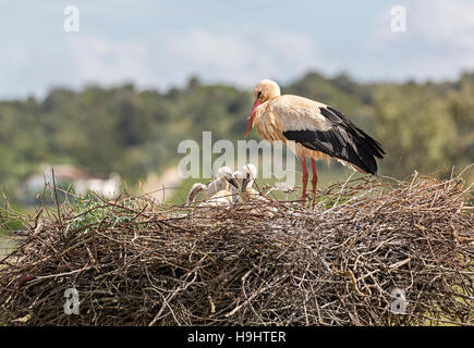 Cicogna bianca Ciconia ciconia sul nido, Algarve, Portogallo, Europa Foto Stock