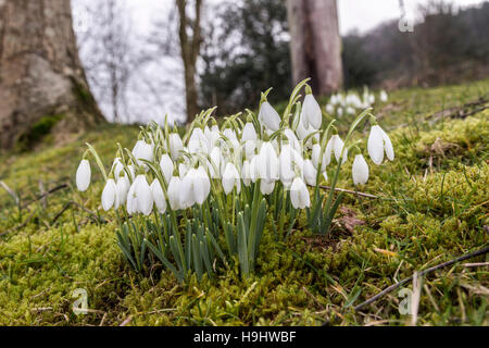 Bucaneve Galanthus nivalis nel bosco, Wales, Regno Unito Foto Stock