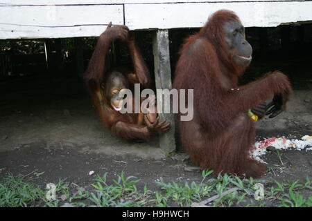 Un bambino gioca orangutan vicino a sua madre a Tanjung messa Orangutan Centro di Riabilitazione nel Kalimantan, Indonesia Foto Stock