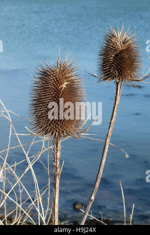 Teasel in inverno Foto Stock