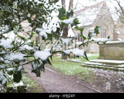 Coperta di neve holly Foto Stock