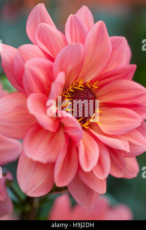 DAHLIA CLASSIC POEME peonia tipo close up ritratto Foto Stock