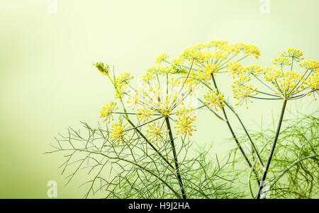 Chiudere fino a fioritura il ramo di finocchio su sfondo verde chiaro.S Foto Stock