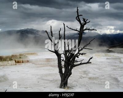 Lonely albero morto in Mammoth Hot Springs (Yellowstone, Wyoming usa), con nuvole scure e vapore acqueo Foto Stock