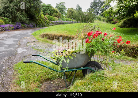 Carriola piena di papaveri rimosso ed erbacce al Garden House, Devon Foto Stock