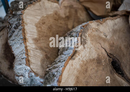 Close up di taglio di tronchi di alberi macro pezzi Foto Stock