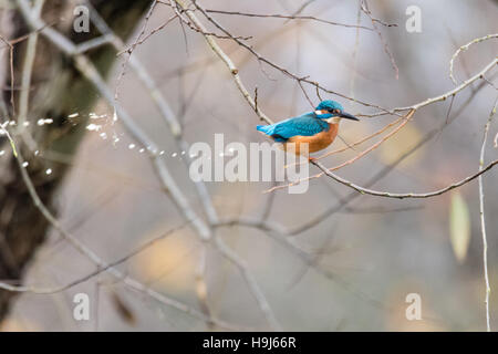 Kingfisher (Alcedo atthis) defecare nella struttura ad albero. Kingfisher comune nella famiglia energicamente lo scarico poo Foto Stock