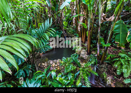 La cascata e il laghetto nel flora fern Canyon Trail, lo zoo di san diego, ca us Foto Stock