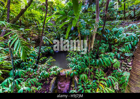 La cascata e il laghetto nel flora fern Canyon Trail, lo zoo di san diego, ca us Foto Stock