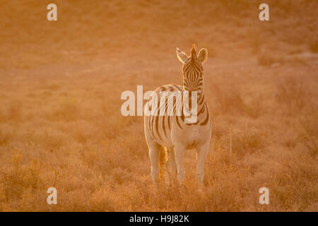 Zebra (Equus quagga burchellii) nel tardo pomeriggio di luce dorata Foto Stock