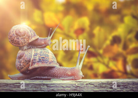 Immagine composita della lumaca su sfondo bianco Foto Stock