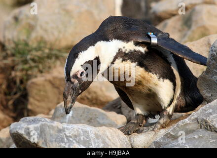 Nero footed penguin (Spheniscus demersus) circa di tuffarsi da una roccia nell'acqua. A.k.a. Africani o dei pinguini Jackass penguin. Foto Stock