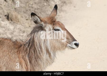 Femmina South African Defassa waterbuck (Kobus ellipsiprymnus defassa) visto di profilo Foto Stock