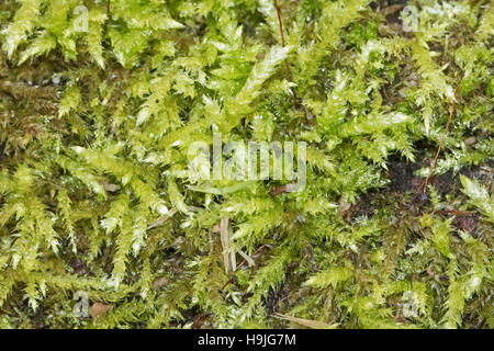 Rough-sgambate Feather-moss su un registro caduti Foto Stock