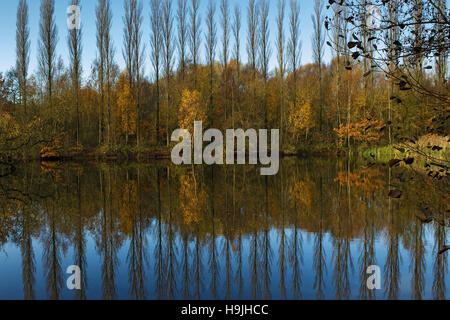 Riflesso di alberi di pioppo in autunno luce, Brandon Marsh, Warwickshire, Inghilterra, Regno Unito. Foto Stock