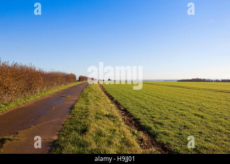 Un calcestruzzo farm via tra una siepe di biancospino e un campo di plantula cereali per la Scenic Yorkshire wolds in autunno. Foto Stock