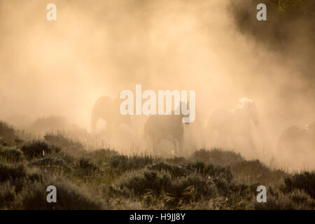 WY01161-00...WYOMING - portando i cavalli al CM Ranch vicino a Dubois. Foto Stock