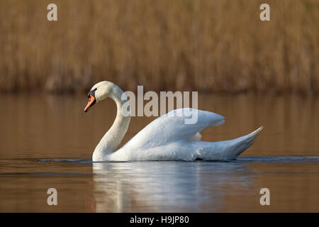 Cigno (Cygnus olor) femmina nuotare nel lago in primavera Foto Stock