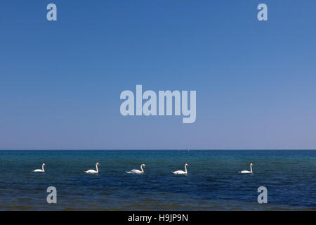 Gruppo di cigni (Cygnus olor) nuoto in linea in mare in estate Foto Stock