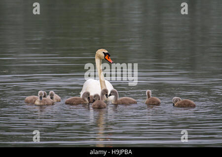 Cigno (Cygnus olor) Nuoto con giovani / cygnets nel lago in primavera Foto Stock