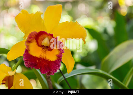Giallo e rosso Cattleya orchid in fiore Foto Stock
