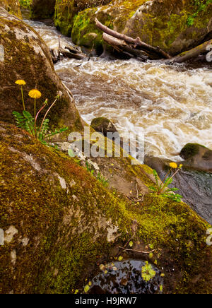 Regno Unito, Scozia, Midothian, Area di Edimburgo, il paesaggio di Roslin Glen nord e il fiume Esk. Foto Stock