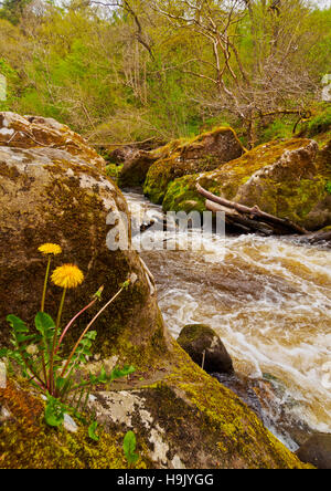 Regno Unito, Scozia, Midothian, Area di Edimburgo, il paesaggio di Roslin Glen nord e il fiume Esk. Foto Stock