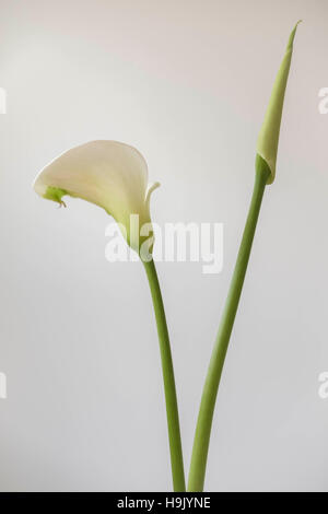 Calla Lilies- Zantedeschia aethiopica Foto Stock