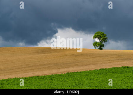 L'Italia, Toscana, Val d'Orcia, singolo albero di quercia su una collina Foto Stock