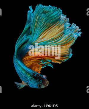 Betta pesce, siamese fighting fish 'Half moon" isolato su sfondo nero Foto Stock