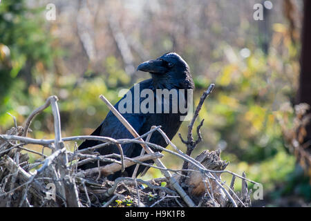 Un Americano Crow. Foto Stock